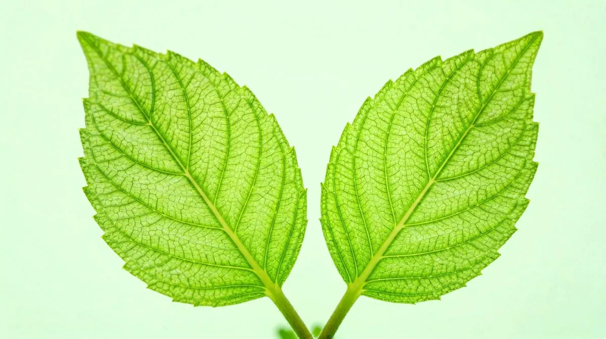 蝴蝶穴是什么意思？从俗称到医学解释一文搞懂